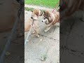 how to train a dog #dog #dogs #shorts #animals #puppy #puppies #love #geography #birds