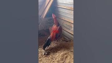 8min wack dummer one of the breeder #qaib #qaibdib #chicken #qaibthai