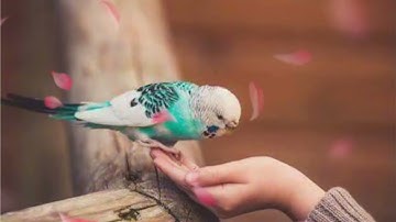 سورة الفاتحة _سورة اخلاص _ سورة الناس _ سورة الكفرون _ سورة الفلق ❤️🎧❤️#قرآن