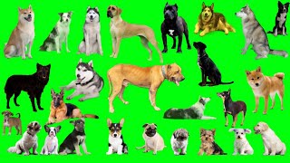 Dogs green screen videos | Green screen dog video
