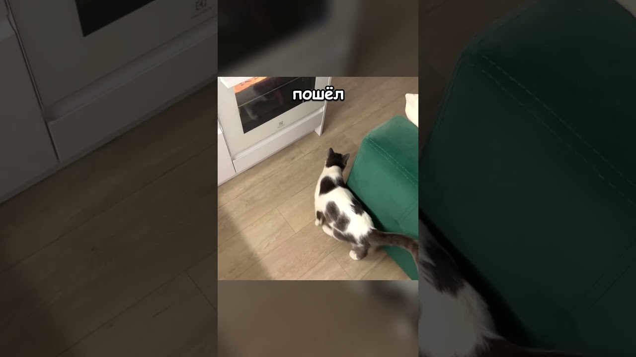 Шерстявят мне всё 🐈