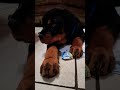#usa #mexico #puppy #love #rottweiler