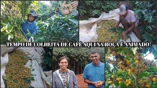 MAIS UM DIA DE COLHEITA DE CAFÉ COM A FAMÍLIA ÉPOCA ANIMADA AQUI NA ROÇA