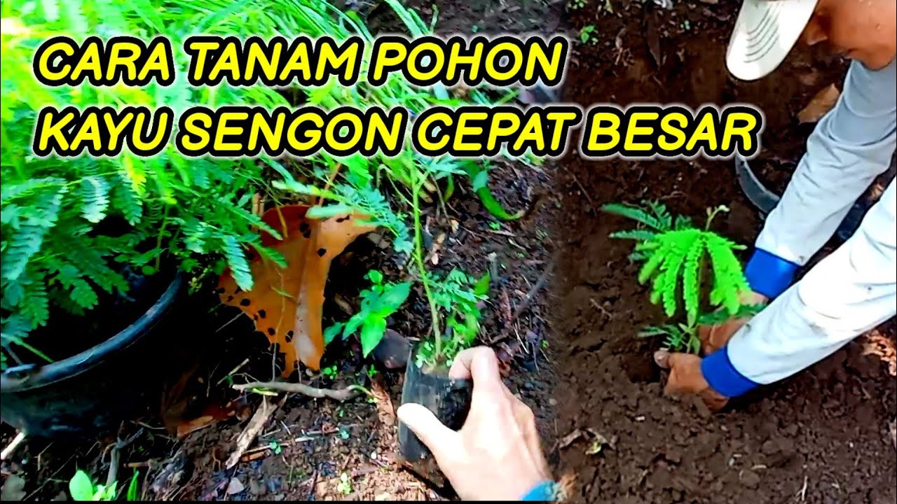 cara tanam pohon kayu sengon cepat besar