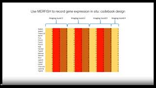 GABA receptive microglia selectively sculpt developing inhibitory circuits