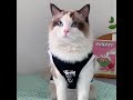 ステューシー ナイキ コラボ ペア犬服 Tシャツ ドッグウェア 犬と飼い主のペアルックの服 ペット親子服