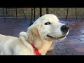 The funniest animal ever  try not to laugh