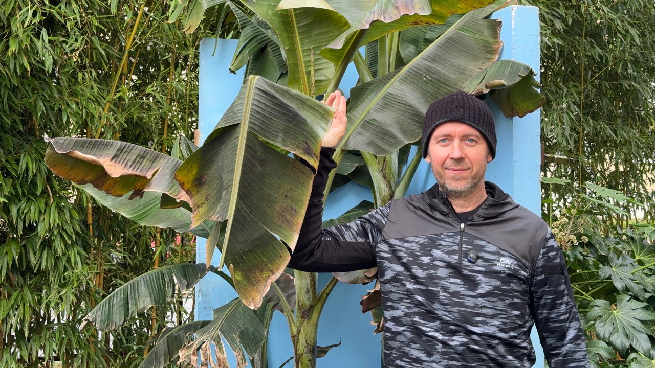 Musa sikkimensis - skuteczne zabezpieczenie z ogrzewaniem