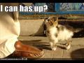 California Spangled kitten 2 の動画、YouTube動画。