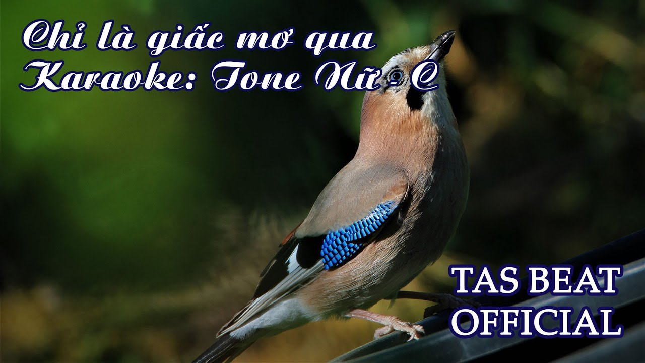 Karaoke Chỉ là giấc mơ qua - Tone Nữ | TAS BEAT