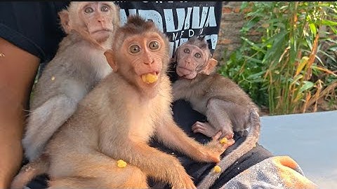 JENNY THE MONKEY IS TRULY VERY DANGEROUS IF RELEASED WHILE PLAYING 