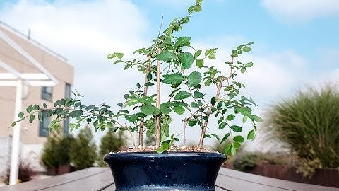Creating a forest style group planting with Chinese Elm indoor bonsai, June - August 2017