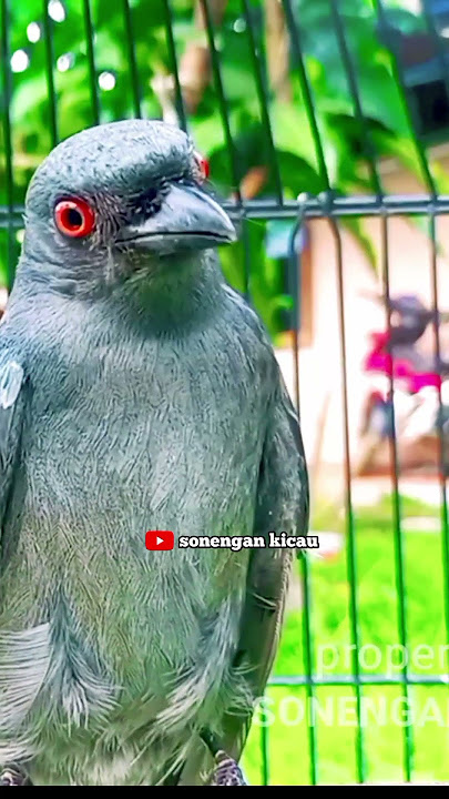 EMOSI TAJAM ! SRIGUNTING ABU ABU GACOR