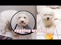 dog spaying experience ✨ post operation, recovery, healing