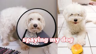dog spaying experience ✨ post operation, recovery, healing
