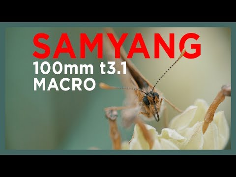 [TECH] SAMYANG 100MM T3.1 // MACRO