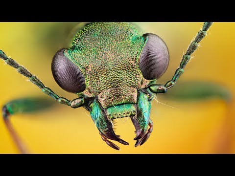Vídeo: Odio Los Insectos. Pero He Aquí Por Qué Probé Alimentos A Base De Insectos