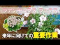 【これで翌年爆咲きします!】ラナンキュラスラックス、開花ピークから徐々に花数が減ってきた事から、来年に向けて『球根』を育てる重要な作業があるので実際に実演しながら詳しく説明します♪