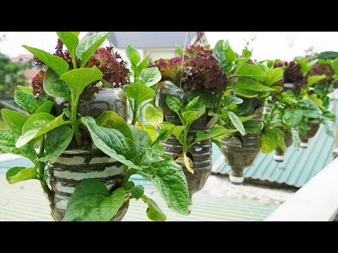 Growing Vegetables Has Never Been So Easy, How To Grow Vegetables In