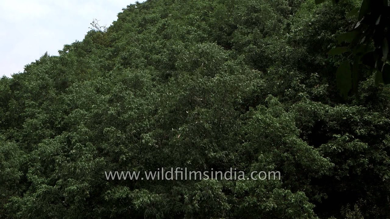 Dense Oak forest near Regdu