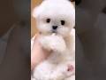 Cute puppy ❤️ #かわいい犬 #anjingcomel #สุนัขน่ารัก#cutedogph #chóđángyêu #anjinglucu #cachorrofofo