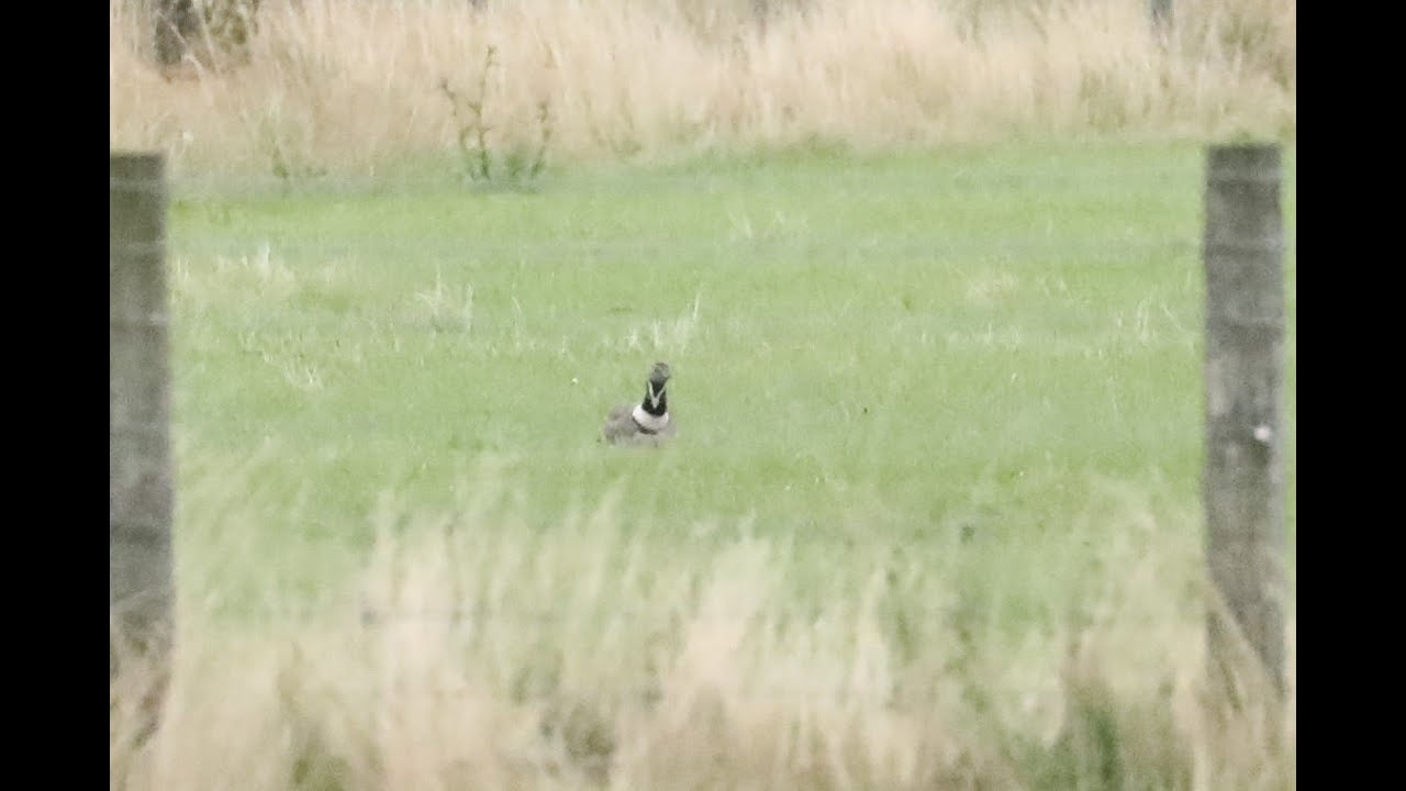 nature kpop Little Bustard (tetrax tetrax)