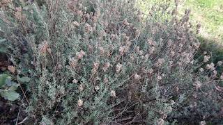 Flora de la Sierra de Andújar (1)