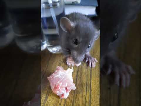 Can rats be given meat? 🥩🐭 Можно ли крысам давать мясо? 🥩