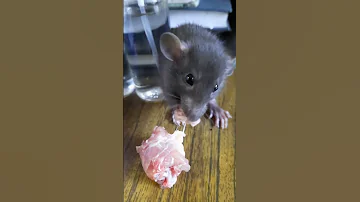 Can rats be given meat? 🥩🐭 Можно ли крысам давать мясо? 🥩