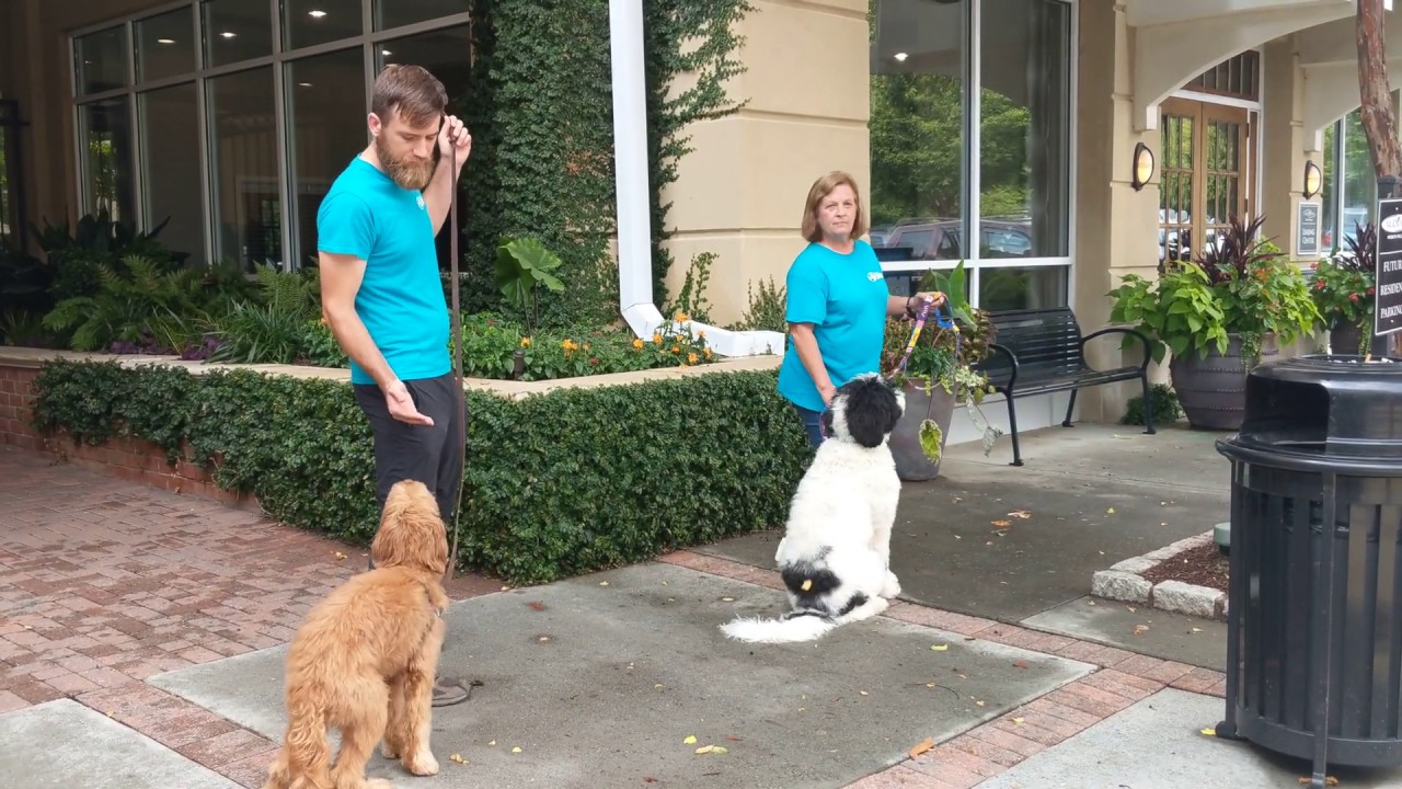 K9 Training School Sam on Outings YouTube