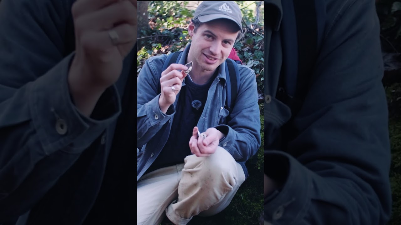 Продажа этого гриба запрещена в Великобритании 🇬🇧 