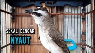 trucukan gacor TARUNG ROPEL PANJANG pancingan trucukan agar bunyi jadikan burung trucuk gacor EMOSI