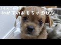 【ミックス犬】初めてのおもちゃ!!#ミックス犬#おもちゃ#かわいい