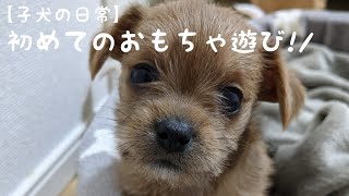 【ミックス犬】初めてのおもちゃ!!#ミックス犬#おもちゃ#かわいい