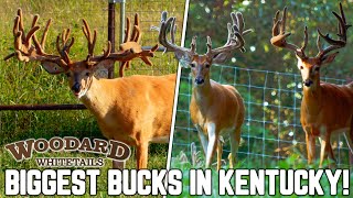 The Biggest Bucks in Kentucky! | Woodard Whitetails 2023