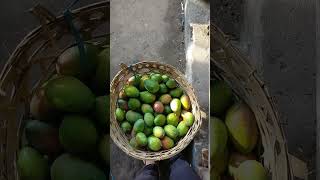 Mangga Brazil Jangan Sampai Lolos