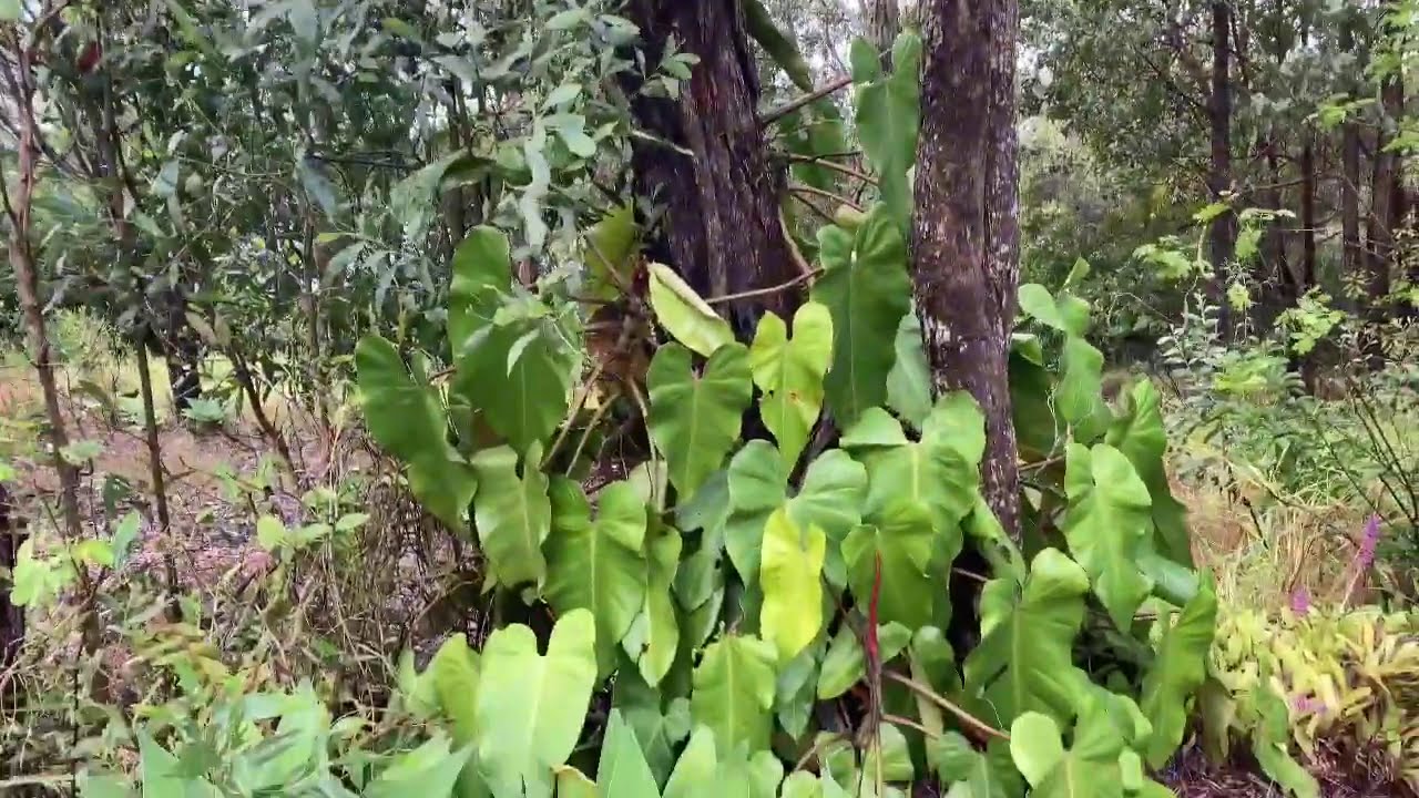 Поливаю эвкалипты..Сад после дождя..Watering eucalyptus trees.. YouTube