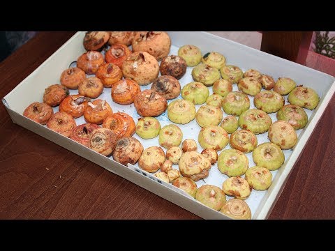 Готовим гладиолусы к посадке.