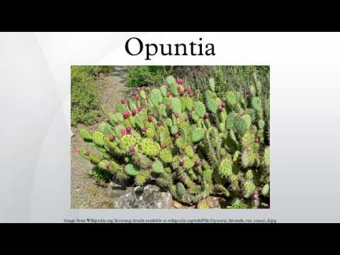 Video: Treating Virus In Cactus Plants - Lær om Sammons' Opuntia Virus