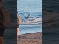 This is the terrifying moment a 7-foot SHARK swam full speed towards the shore 😳