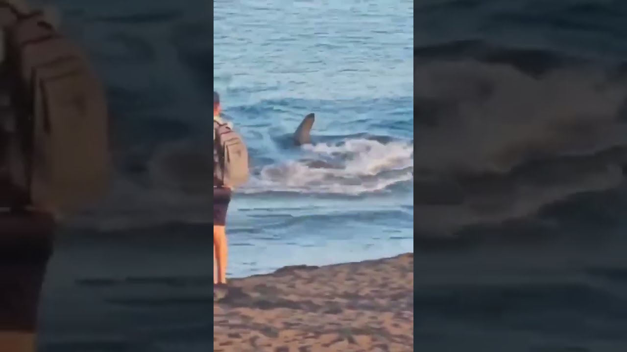 This Is The Terrifying Moment A 7 Foot SHARK Swam Full Speed Towards Shore 