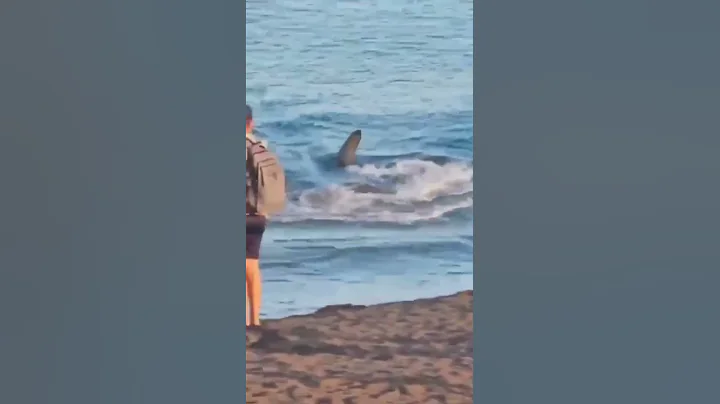 This is the terrifying moment a 7-foot SHARK swam full speed towards the shore 😳