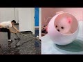 Tik Tok Chó Phốc Sóc Mini 😍 Funny and Cute Pomeranian #36 の動画、YouTube動画。