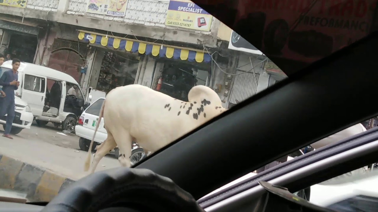 Big White Beauties At Chah Sultan Rawalpindi. YouTube