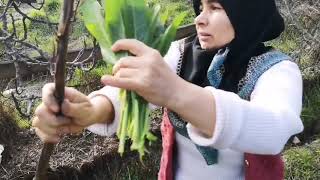 ÜLKER HANIM İLE KÖYDE OT TOPLAMA YEMEK YAPMA DOLU DOLU VLOG