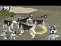 Dog Sim Online - Siberian Husky Pack - Android / iOS - Gameplay part 20
