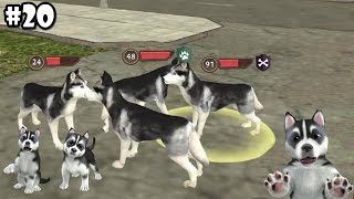 Dog Sim Online  Siberian Husky Pack  Android / iOS  Gameplay part 20