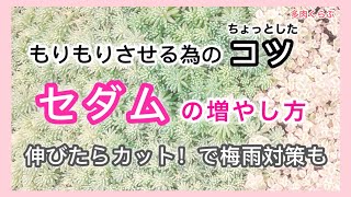 【多肉植物】セダムの増やし方　失敗してわかった！増やし方のコツ　梅雨入り前のカットで蒸れ防止＆増殖