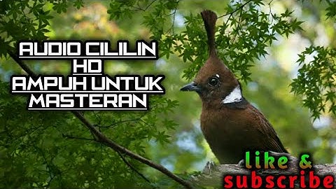 AUDIO CILILIN HD |JEDA 1 MENIT | #masteranburung #cililin #masteranmuraibatu