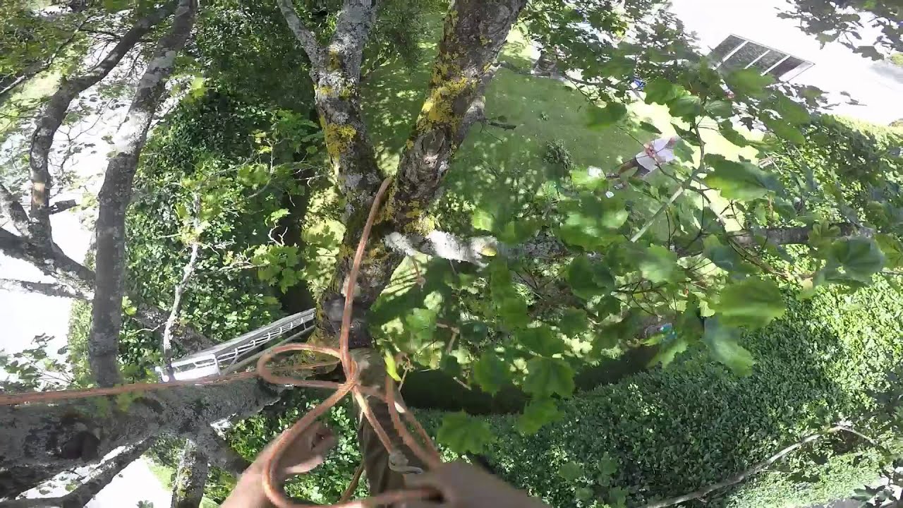 Sycamore Prune You Sycamore Prune